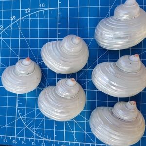 COPY - 6 White Pearl TURBO hermit seashell Crafts Display